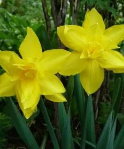 Future Forests Bulbs Daffodil Golden Ducat