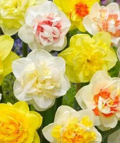Future Forests Daffodil - Mixed Double Bulbs 8 Future Forests Daffodil - Mixed Double Bulbs