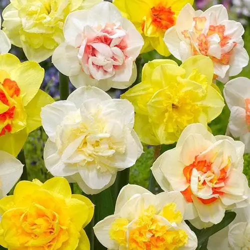 Future Forests Daffodil - Mixed Double Bulbs 5 Future Forests Daffodil - Mixed Double Bulbs