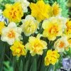 Future Forests Daffodil - Mixed Double Bulbs