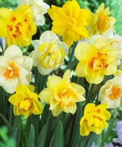 Future Forests Daffodil - Mixed Double Bulbs