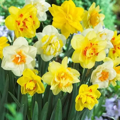 Future Forests Daffodil - Mixed Double Bulbs 3 Future Forests Daffodil - Mixed Double Bulbs