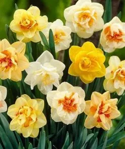 Future Forests Daffodil - Mixed Double Bulbs 9 Future Forests Daffodil - Mixed Double Bulbs