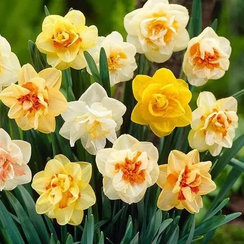 Future Forests Daffodil - Mixed Double Bulbs 6 Future Forests Daffodil - Mixed Double Bulbs