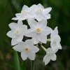 Future Forests Daffodil Paper White 'Ziva' Bulbs