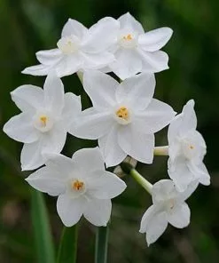 Future Forests Daffodil Paper White 'Ziva' Bulbs