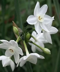 Future Forests Daffodil Paper White 'Ziva' Bulbs 12 Future Forests Daffodil Paper White 'Ziva' Bulbs