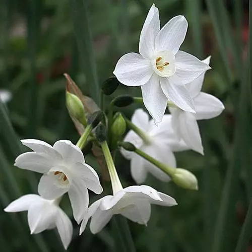 Future Forests Daffodil Paper White 'Ziva' Bulbs 6 Future Forests Daffodil Paper White 'Ziva' Bulbs