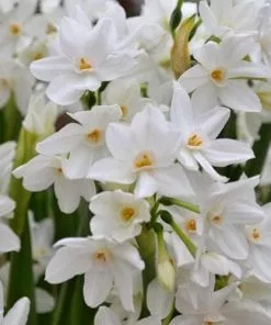 Future Forests Daffodil Paper White 'Ziva' Bulbs 11 Future Forests Daffodil Paper White 'Ziva' Bulbs