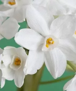 Future Forests Daffodil Paper White 'Ziva' Bulbs 13 Future Forests Daffodil Paper White 'Ziva' Bulbs