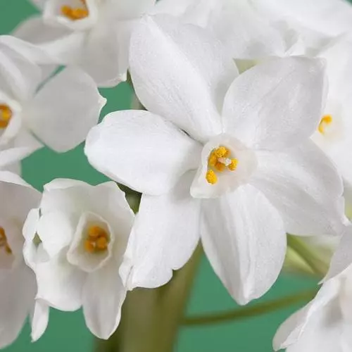 Future Forests Daffodil Paper White 'Ziva' Bulbs 7 Future Forests Daffodil Paper White 'Ziva' Bulbs