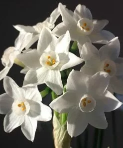 Future Forests Daffodil Paper White 'Ziva' Bulbs 14 Future Forests Daffodil Paper White 'Ziva' Bulbs