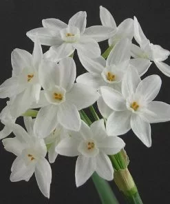 Future Forests Daffodil Paper White 'Ziva' Bulbs 15 Future Forests Daffodil Paper White 'Ziva' Bulbs