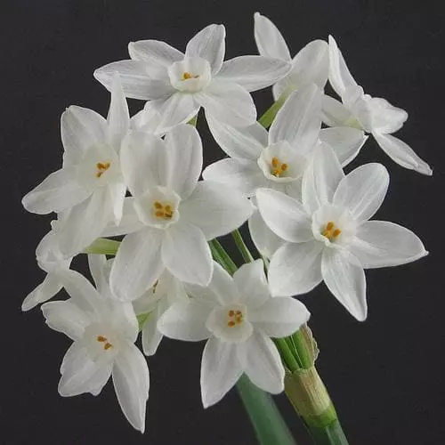 Future Forests Daffodil Paper White 'Ziva' Bulbs 9 Future Forests Daffodil Paper White 'Ziva' Bulbs