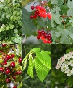 Future Forests Neat Natural Hedge Mix