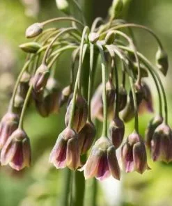 Future Forests Nectaroscordum - Allium Siculum Bulbs