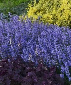 Future Forests Nepeta X Faassenii Purrsian Blue More