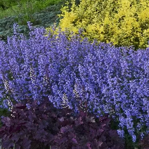 Future Forests Nepeta X Faassenii Purrsian Blue More 3 Future Forests Nepeta X Faassenii Purrsian Blue More