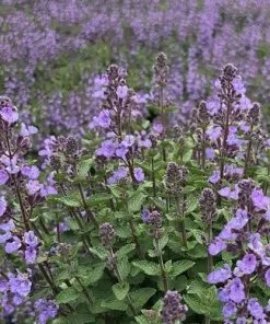 Future Forests Nepeta X Faassenii Purrsian Blue More 8 Future Forests Nepeta X Faassenii Purrsian Blue More
