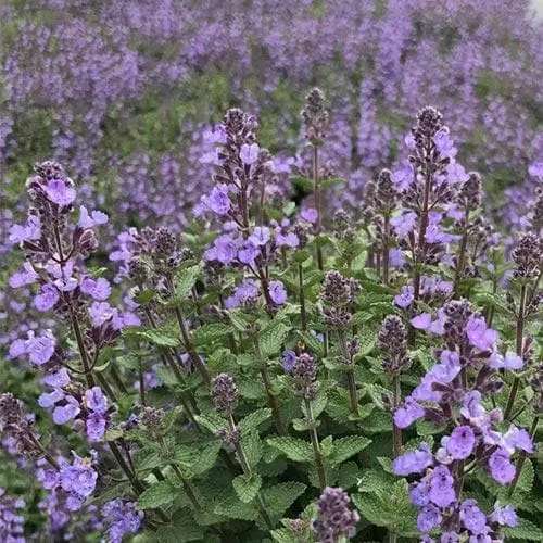 Future Forests Nepeta X Faassenii Purrsian Blue More 5 Future Forests Nepeta X Faassenii Purrsian Blue More