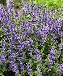 Future Forests Nepeta X Faassenii Purrsian Blue More