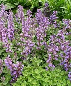 Future Forests Nepeta X Faassenii Purrsian Blue More 9 Future Forests Nepeta X Faassenii Purrsian Blue More