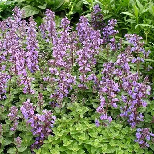 Future Forests Nepeta X Faassenii Purrsian Blue More 6 Future Forests Nepeta X Faassenii Purrsian Blue More
