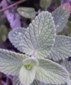 Future Forests All Perennials Nepeta Six Hills Giant 12 Future Forests All Perennials Nepeta Six Hills Giant