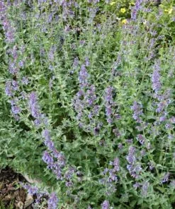 Future Forests All Perennials Nepeta Six Hills Giant 11 Future Forests All Perennials Nepeta Six Hills Giant
