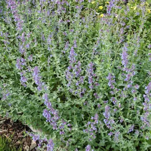 Future Forests All Perennials Nepeta Six Hills Giant 4 Future Forests All Perennials Nepeta Six Hills Giant