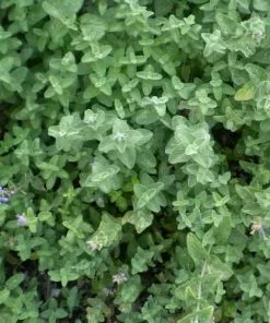 Future Forests All Perennials Nepeta Six Hills Giant 13 Future Forests All Perennials Nepeta Six Hills Giant