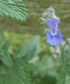 Future Forests All Perennials Nepeta Six Hills Giant 15 Future Forests All Perennials Nepeta Six Hills Giant