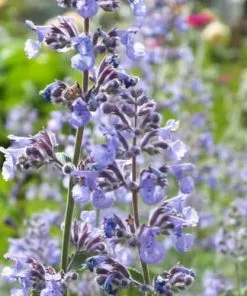 Future Forests All Perennials Nepeta Six Hills Giant 16 Future Forests All Perennials Nepeta Six Hills Giant