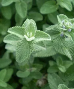 Future Forests All Perennials Nepeta Six Hills Giant 17 Future Forests All Perennials Nepeta Six Hills Giant