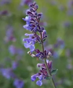 Future Forests All Perennials Nepeta Six Hills Giant
