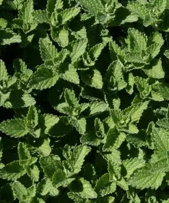 Future Forests All Perennials Nepeta Racemosa Walker's Low 9 Future Forests All Perennials Nepeta Racemosa Walker's Low