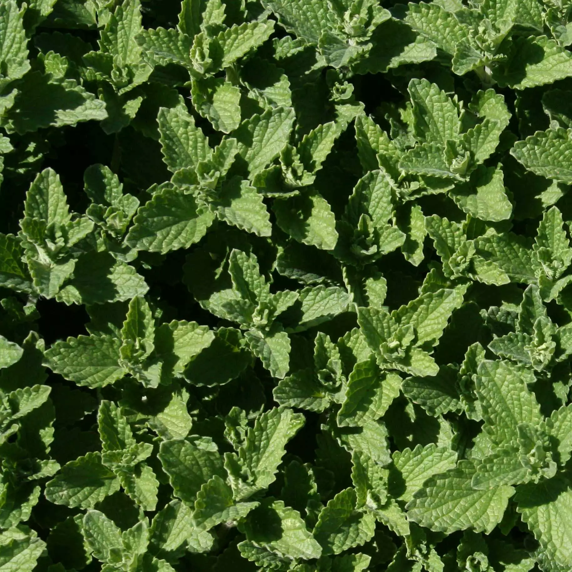 Future Forests All Perennials Nepeta Racemosa Walker's Low 4 Future Forests All Perennials Nepeta Racemosa Walker's Low