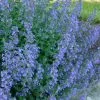 Future Forests All Perennials Nepeta Racemosa Walker's Low