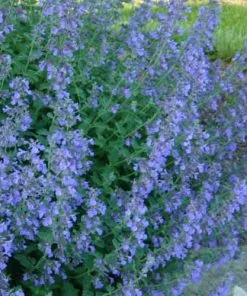 Future Forests All Perennials Nepeta Racemosa Walker's Low