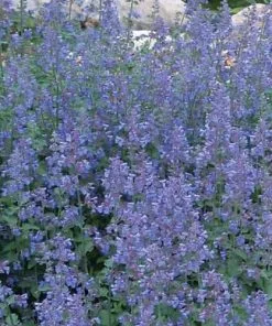 Future Forests All Perennials Nepeta Racemosa Walker's Low 10 Future Forests All Perennials Nepeta Racemosa Walker's Low