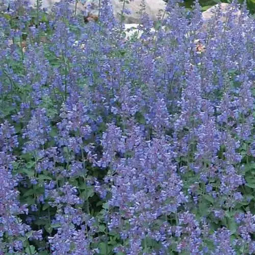 Future Forests All Perennials Nepeta Racemosa Walker's Low 5 Future Forests All Perennials Nepeta Racemosa Walker's Low