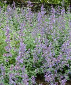 Future Forests All Perennials Nepeta Racemosa Walker's Low 11 Future Forests All Perennials Nepeta Racemosa Walker's Low