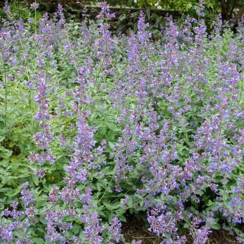 Future Forests All Perennials Nepeta Racemosa Walker's Low 6 Future Forests All Perennials Nepeta Racemosa Walker's Low