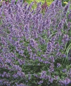 Future Forests All Perennials Nepeta Racemosa Walker's Low 12 Future Forests All Perennials Nepeta Racemosa Walker's Low