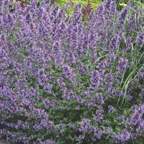 Future Forests All Perennials Nepeta Racemosa Walker's Low 7 Future Forests All Perennials Nepeta Racemosa Walker's Low