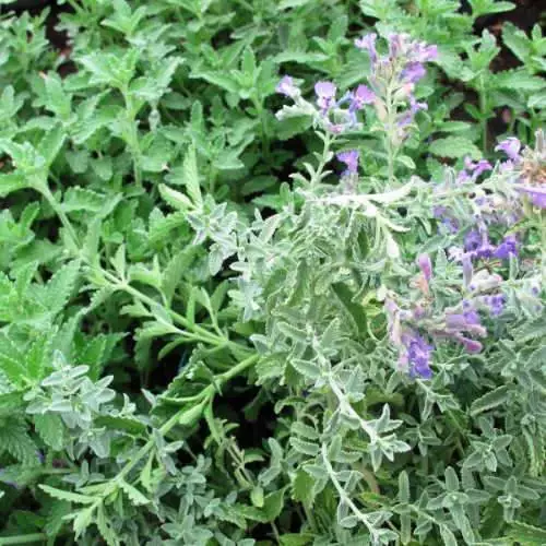 Future Forests All Perennials Nepeta Racemosa Walker's Low 8 Future Forests All Perennials Nepeta Racemosa Walker's Low