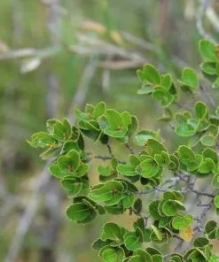 Future Forests Trees Nothofagus Betuloides - Magellan's Beech