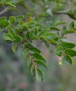 Future Forests Trees Nothofagus Betuloides - Magellan's Beech