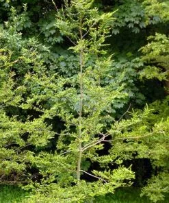 Future Forests Trees Nothofagus Betuloides - Magellan's Beech