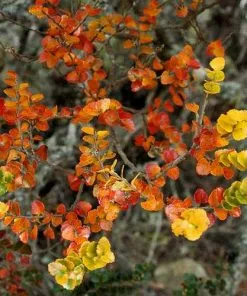 Future Forests Trees Nothofagus Cunninghamii - Myrtle Beech